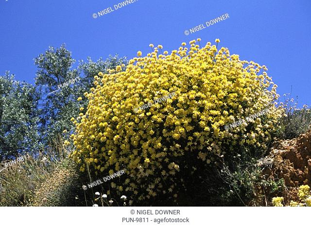 A wide-angle view of a large group of Genista umbellata growing on a roadside bank in a mountainous region near Ronda, South-West Spain
