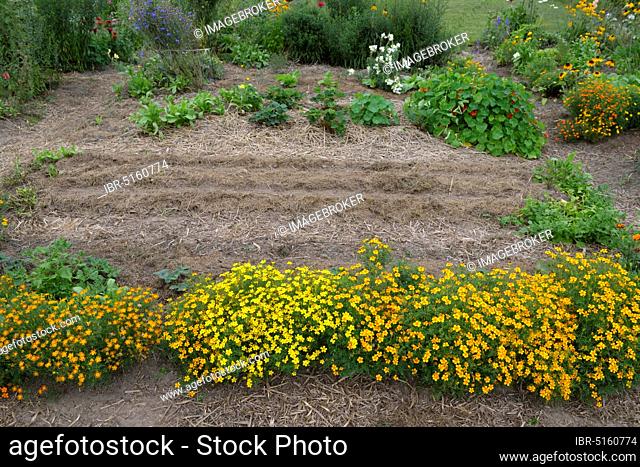 Organic garden with (Tagetes), mulched