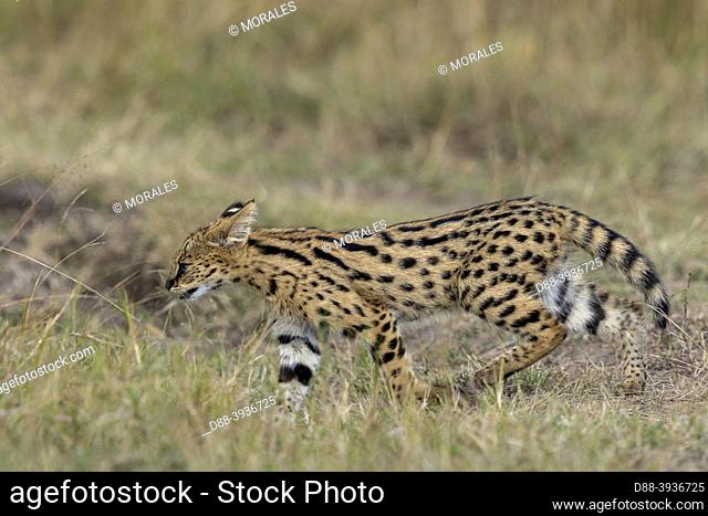 East Africa, Kenya, Masai Mara National Reserve, National Park, female Serval (Leptailurus serval) in the savannah, the cubs (4 months old)