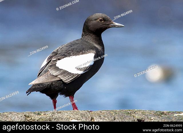 Commander pigeon guillemot that stands on a rock on a sunny day