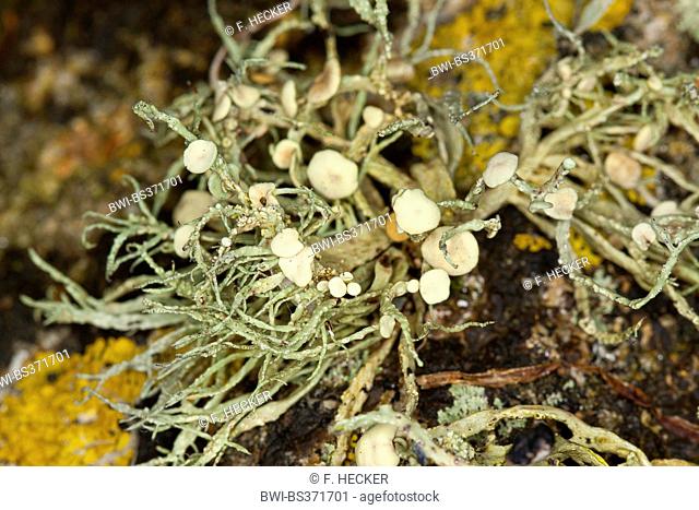 Sea ivory (Ramalina cf. siliquosa), Sea Ivory Lichen on rocks and stone walls on coastland, Germany