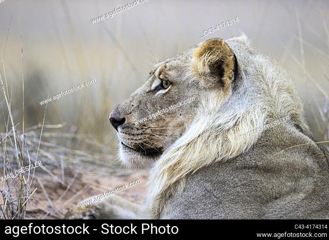 Lion (Panthera leo). Subadult male. Resting. Kalahari Desert, Kgalagadi Transfrontier Park, South Africa