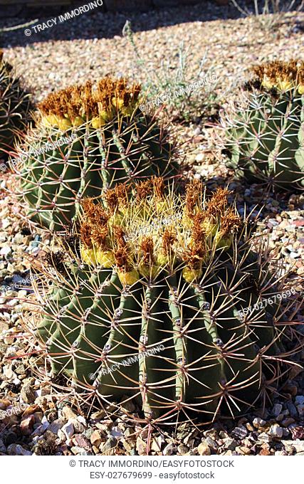 A group of flowering Emory's Barrel Cacti, Ferocactus emoryi, in a rocky bed, in Arizona, USA