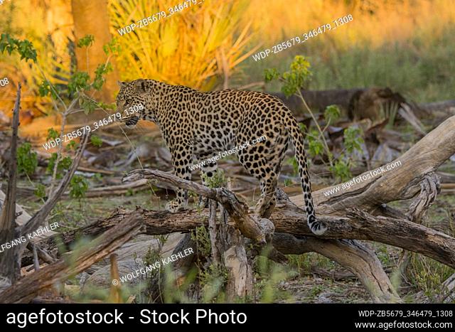 A Leopard (Panthera pardus) standing on a dead fallen tree in the Gomoti Plains area, a community run concession, on the edge of the Gomoti river system...