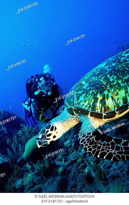 Diver looking at a swimming turle in Martinique, west indies
