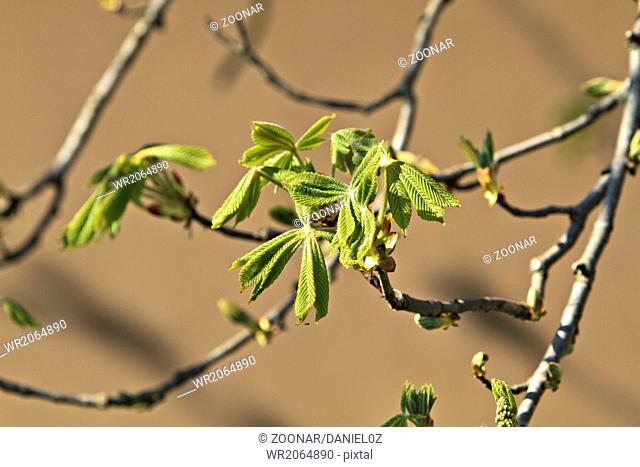 horse chestnut (Aesculus hippocastanum)