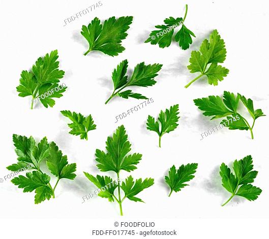 Flat Leaf Parsley - Non Exclusive