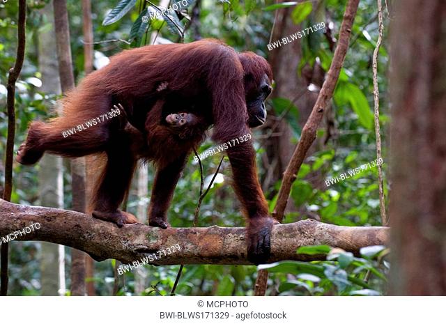 Bornean orangutan Pongo pygmaeus pygmaeus, female with baby, Indonesia, Borneo, Tanjung Puting National Park