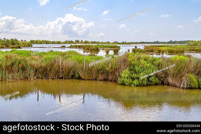 riparian scenery around the Regional Nature Park of the Camargue in Southern France