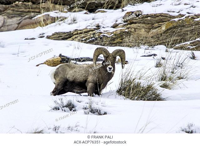 Bighorn Sheep (Ovis canadensis) Males. Wildlife of Yellowstone Park at Lamar Valley Mammoth Falls , Wyoming USA