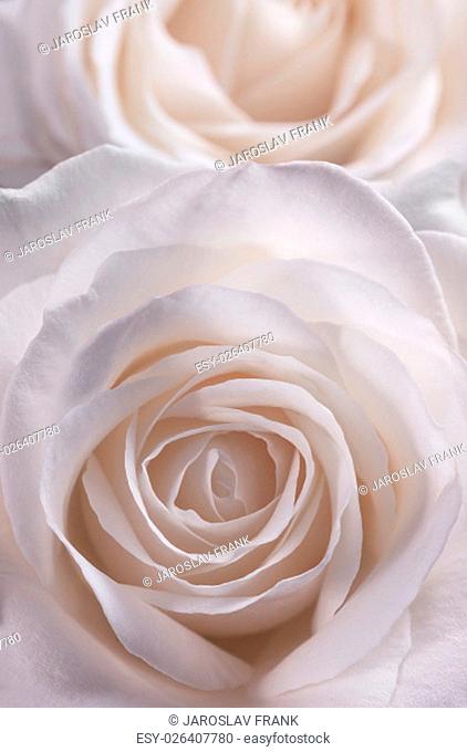 Closeup view of the flower of a rose in soft pink tinge