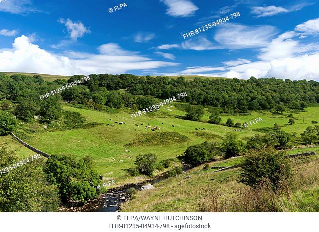 View of river, pasture with cattle and woodland in late summer, near Starbotton, Upper Wharfedale, Yorkshire Dales N.P., North Yorkshire, England, September