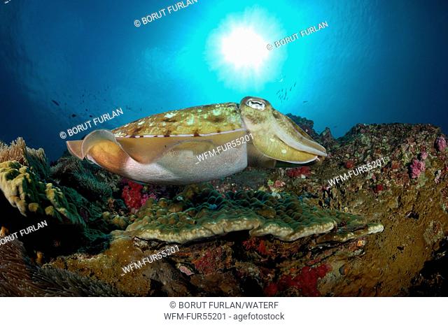 Pharao Reef Cuttlefish, Sepia pharaonis, Richelieu Rock, Surin Islands, Thailand