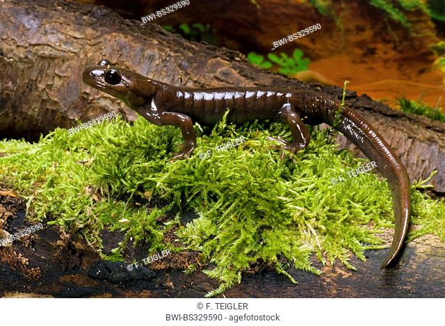 Northwestern salamander (Ambystoma gracile), on moss