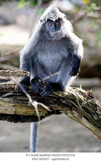 Silvered leaf monkey, Trachypithecus cristatus cristatus  Also known as silvered langur, silvered leaf-monkey, silvered monkey