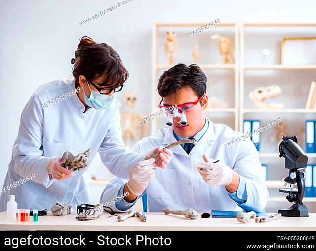 The professor studying human skeleton in lab