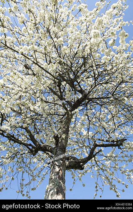Cherry tree in bloom, Eure-et-Loir department, Centre-Val-de-Loire region, France, Europe