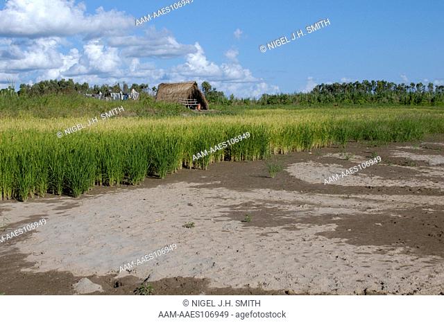Rice, Capirona and Dos Mecinos varieties, on floodplain of the Huallaga River. The farmer has established a temporary hut while tending the crop