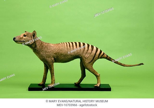 A mounted specimen of this carnivorous marsupial mammal, now probably extinct