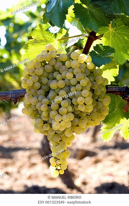Bunch of white grapes on vine