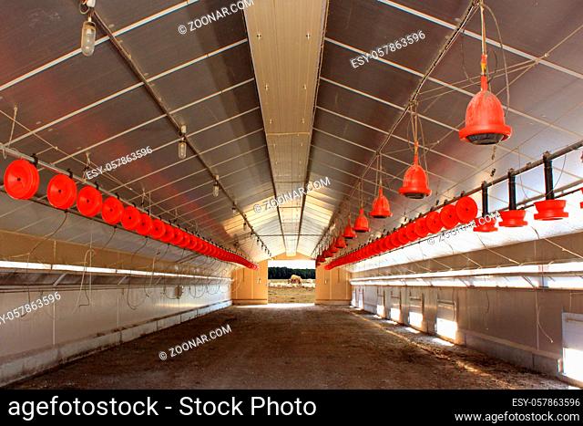 inside a shed with feeders for poultry, hen and chickens