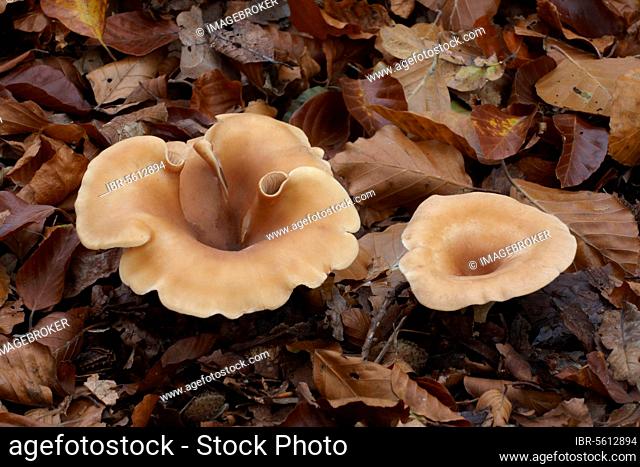Common fruiting body of the common funnel (Clitocybe gibba), growing amid leaf litter on the forest floor, Leicestershire, England, United Kingdom, Europe