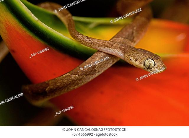 Blunthead Tree Snake Imantodes cenchoa - Costa Rica - arboreal - tropical rainforest