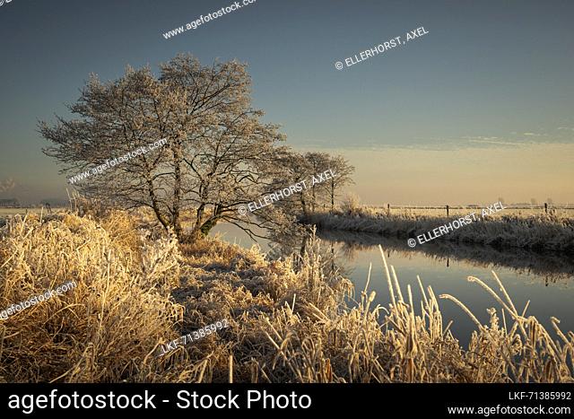 The Friedeburger Deep in frost in the sunlight, Etzel, East Friesland, Lower Saxony, Germany, Europe