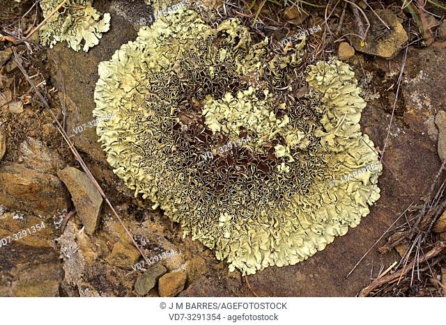 Xanthoparmelia conspersa or Parmelia conspersa is a foliose lichen that grows on siliceous rocks. This photo was taken in La Albera, Girona province, Catalonia