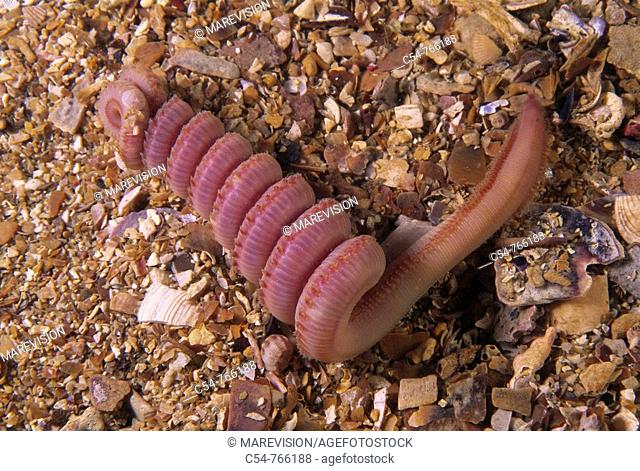 Eastern Atlantic Galicia Spain Bristle worm Glycera gigantea, Annelida, Polychaeta