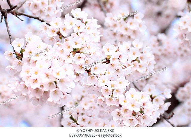 Full bloomed cherry blossoms