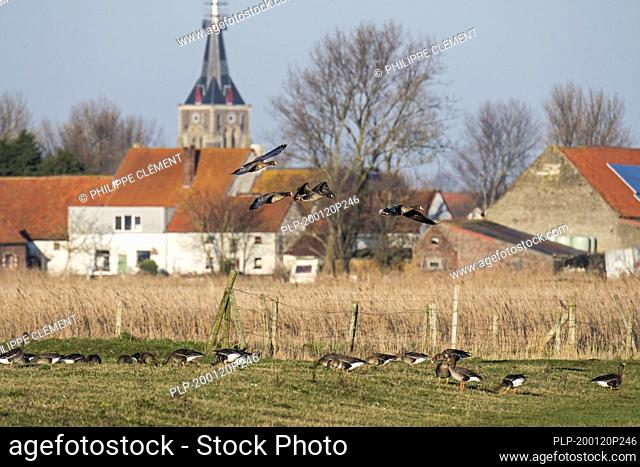 Flock of white-fronted geese (Anser albifrons) landing in farmland in winter in the Uitkerkse Polder near Blankenberge, West Flanders, Belgium