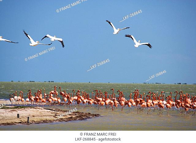 Colony of flamingos at Rio Lagartos, State of Yucatan, Peninsula Yucatan, Mexico