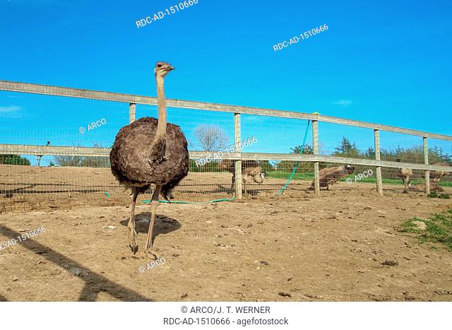 Ostrich at an ostrich farm in California, USA