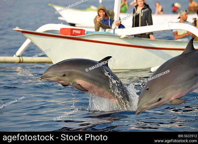 Fraser's Dolphin (Lagenodelphis hosei) two adults, leaping from sea, being watched by people on boats, Bali, Lesser Sunda Islands, Indonesia, Asia
