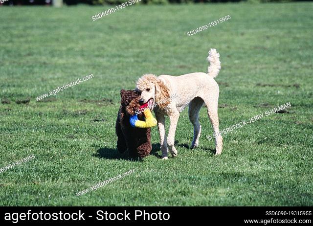 A pair of standard poodles running through a green field and one is keeping a toy away from the other