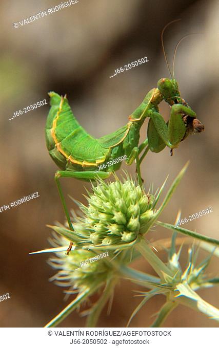 young mantis (Empusa pennata) eating a butterfly. Serranía de Cuenca