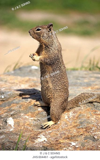 California Ground Squirrel, Citellus beecheyi, Monterey, California, USA, adult alert