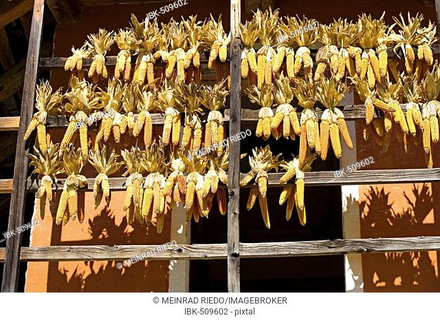 Corn cobs hanged for drying, Open-Air-Museum Ballenberg, Brienz, Switzerland, Europe