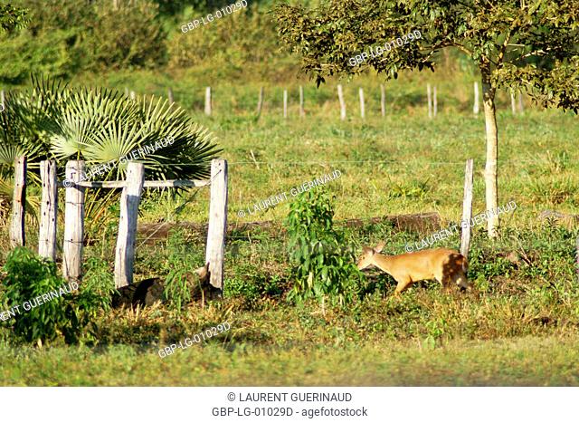 Deer of the Swampland, Nestling, Pantanal, Mato Grosso do Sul, Brazil