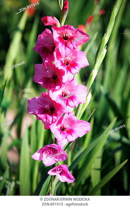 Gladioli flowers in bright colors