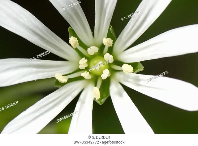 water chickweed, water starwort, giant-chickweed (Myosoton aquaticum, Stellaria aquatica), detail of flower with stamens, Germany, North Rhine-Westphalia