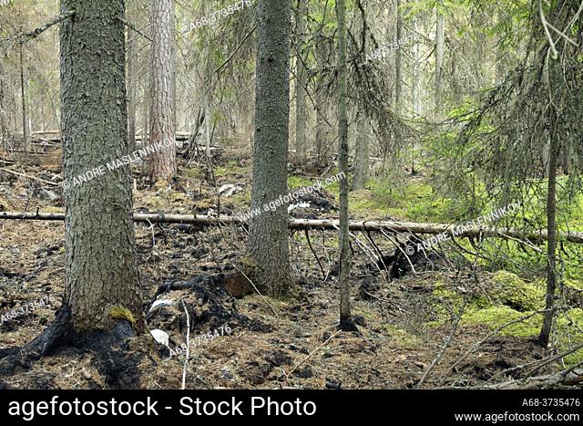 Border between burnt and untouched forest. Fermansbo primeval forest, a nature reserve outside Ramnäs, Sweden, which was partly affected by the large forest...