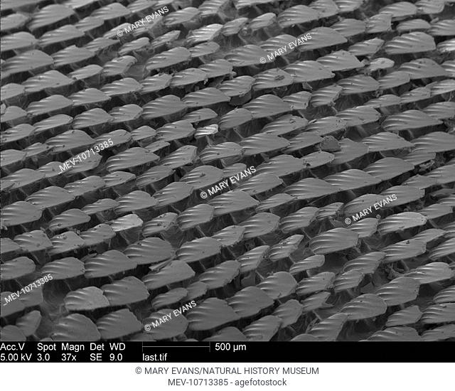 A Scanning Electron Microscope image of smoothhound shark skin. The skin is covered with tiny 'teeth' called dermal denticles