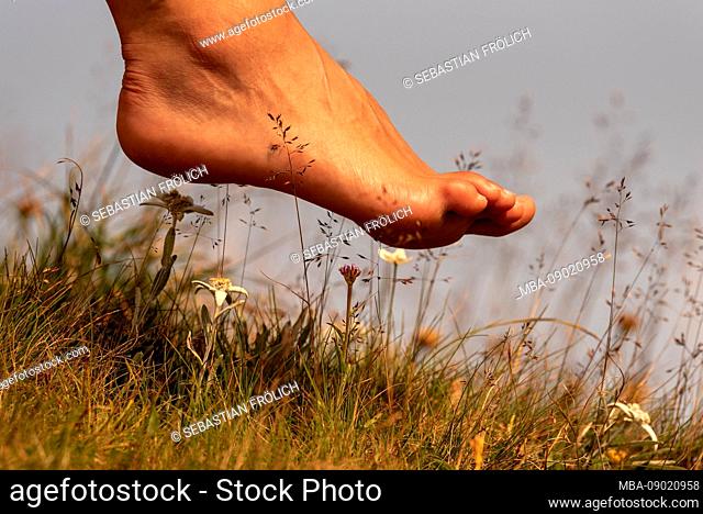 A bare foot over edelweiss blossoms in the mountains, symbolic for people who cut off