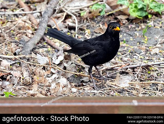 11 May 2022, Brandenburg, Kyritz: A blackbird goes foraging next to the tracks of the regional train. Photo: Soeren Stache/dpa