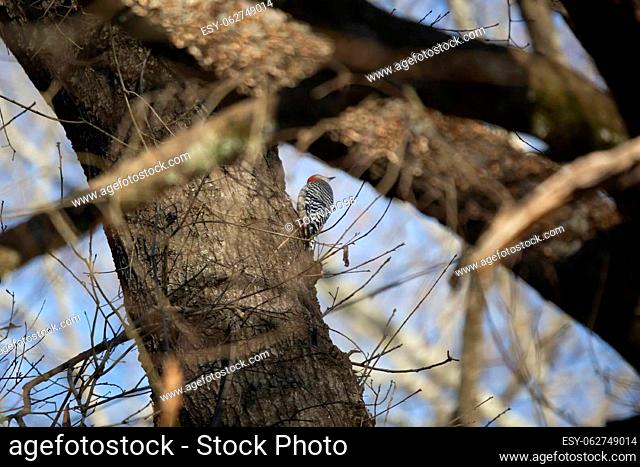 Red-bellied woodpecker (Melanerpes carolinus) with its head turned sideways as it forages on a tree branch