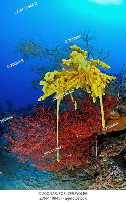 Gelber Schwamm auf Schwarzer Koralle und roter Gorgonie, yellow sponge on black coral and red sea fan, Pemuteran, Bali, Indonesien, Asien, Indopazifik