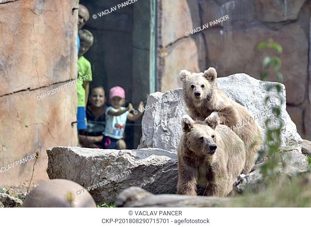 The Himalayan brown bear (Ursus arctos isabellinus) in South Bohemia Zoological Gardens of Hluboka nad Vltavou, Czech Republic, August 29, 2018