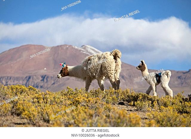 Lama herd in the Puna desert, Jujuy Province, Argentina, South America